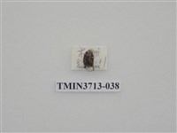 藏品(金龜子科)的圖片